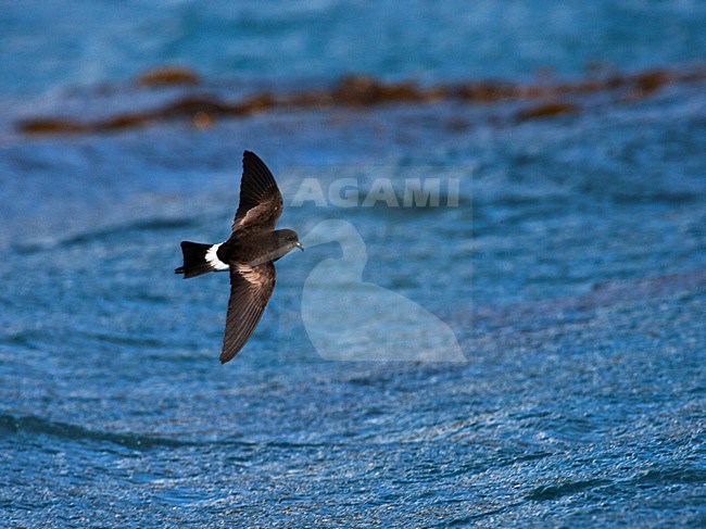 Wilsons Stormvogeltje vliegend; Wilsons Storm-petrel flying stock-image by Agami/Marc Guyt,