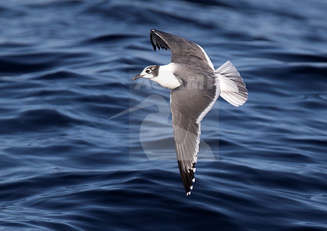 Wintering Franklin's Gull (Leucophaeus pipixcan) at the pacific coast of Chile. Adult in winter plumage seen from above. stock-image by Agami/Dani Lopez-Velasco,