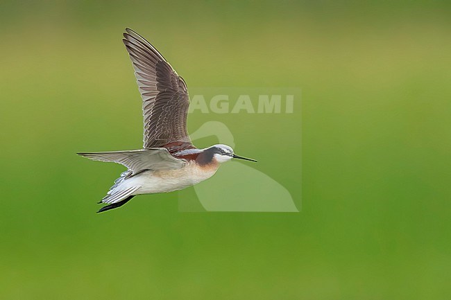 Adult female breeding 
Galveston Co., TX
May 2023 stock-image by Agami/Brian E Small,