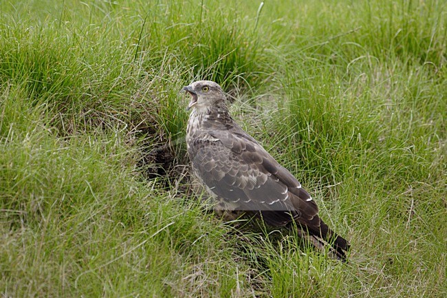 Wespendief foeragerend in het gras; European Honey Buzzard foraging in gras stock-image by Agami/Reint Jakob Schut,