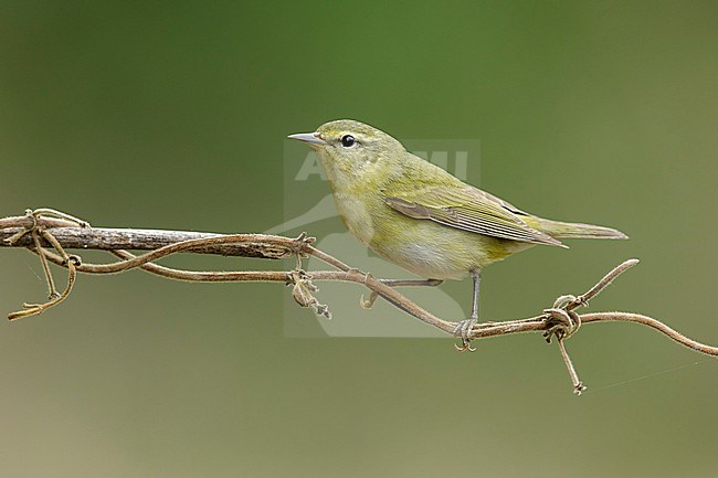 Adult female
Galveston Co., TX
May 2018 stock-image by Agami/Brian E Small,