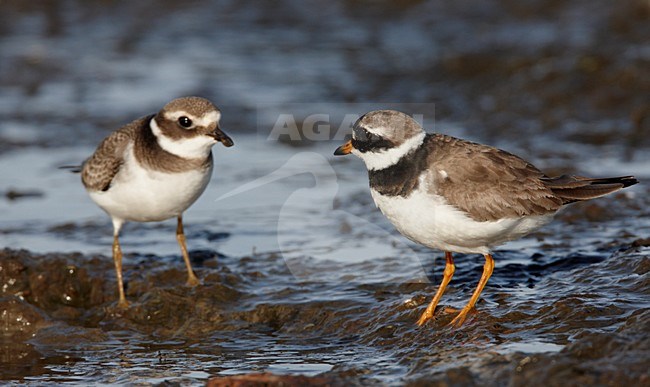Bontbekplevier, Common Ringed Plover, Charadrius hiaticula stock-image by Agami/Markus Varesvuo,