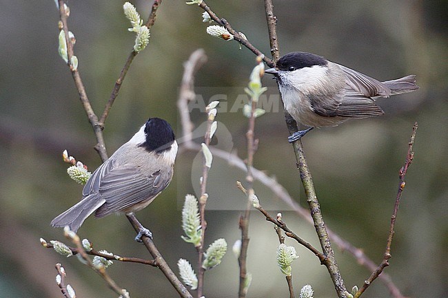 Willow Tit (Poecile montanus kleinschmidti), Tamar Lake, Cornwall, England. Two birds perched in small tree. stock-image by Agami/Steve Gantlett,