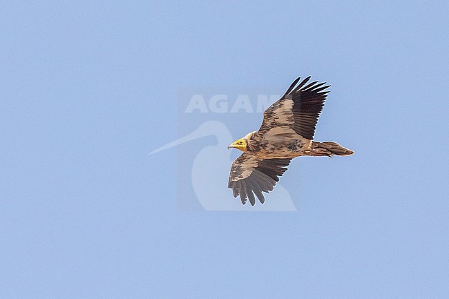 Immature Egyptian Vulture (Neophron percnopterus), flying against a blue sky as background, in Fuerteventura, Canary islands. stock-image by Agami/Sylvain Reyt,