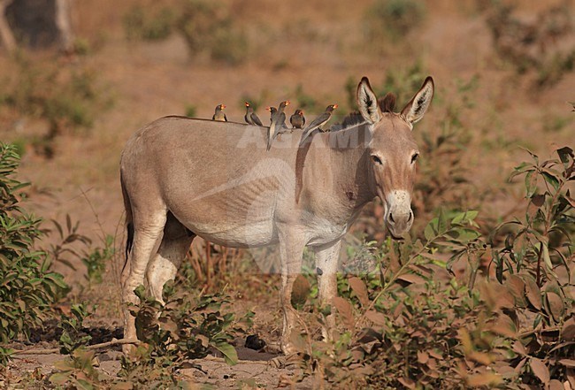 Groep Geelsnavelossenpikkers op een ezel; Group of Yellow-billed Oxpeckers on a donkey stock-image by Agami/Jacques van der Neut,