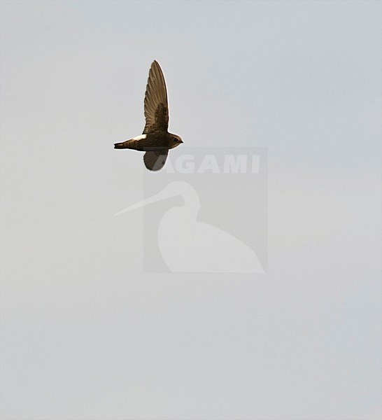 Huisgierzwaluw, Little Swift, Apus affinis stock-image by Agami/Marc Guyt,