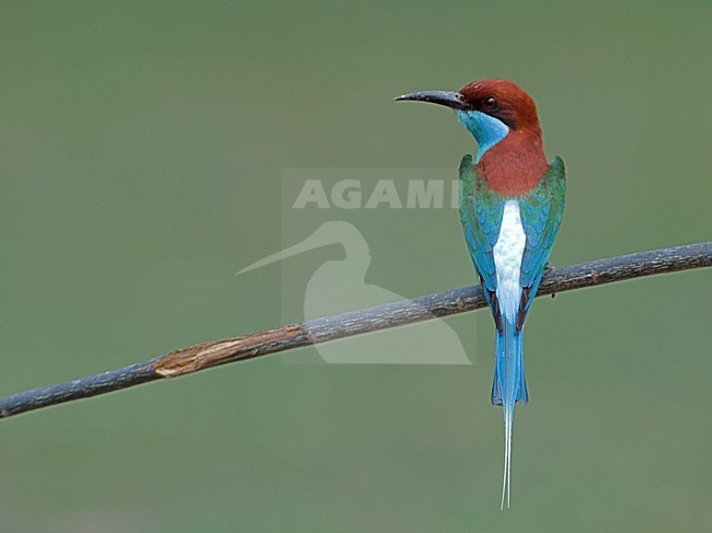 Maleise Bijeneter, Blue-throated Bee-eater stock-image by Agami/Alex Vargas,