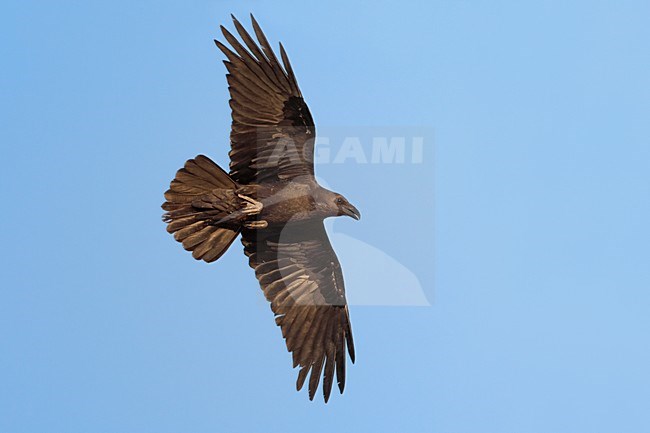 Bruinnekraaf in vlucht; Brown-necked Raven in flight stock-image by Agami/Daniele Occhiato,