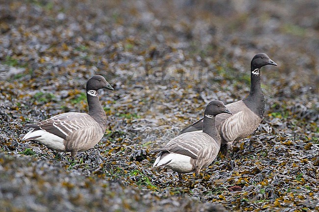 Dark-bellied Brent, Branta bernicla family flock adult with two juveniles on weed covered rock stock-image by Agami/Menno van Duijn,