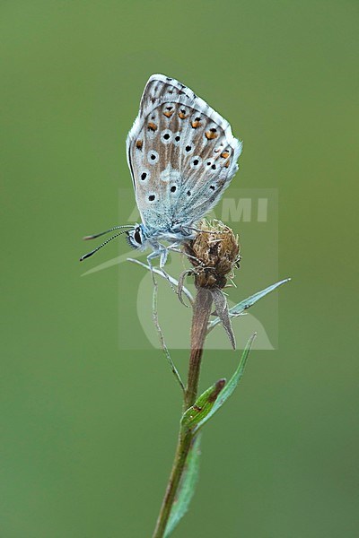 Bleek blauwtje, Chalk-hill Blue, stock-image by Agami/Walter Soestbergen,