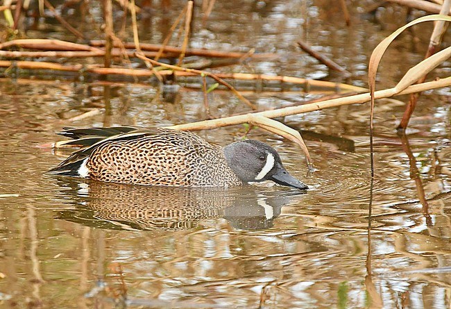 A male Blue-winged Teal at Anahuac National Wildlife Refuge, Texas. stock-image by Agami/Eduard Sangster,
