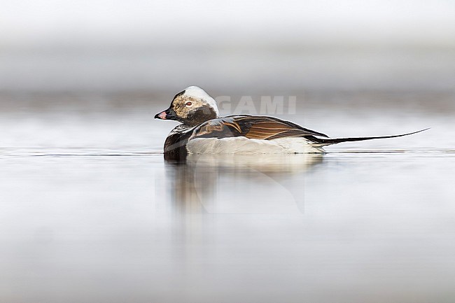 Male Long-tailed Duck (Clangula hyemalis) in arctic Norway. stock-image by Agami/Daniele Occhiato,