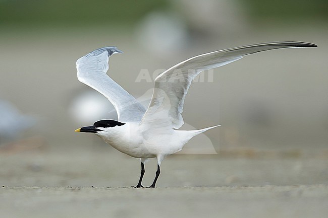 Adult Cabot's Tern (Thalasseus acuflavidus) standing on the beach in Galveston County, Texas, USA. stock-image by Agami/Brian E Small,