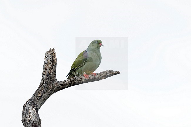Afrikaanse papegaaiduif; African green pigeon; stock-image by Agami/Walter Soestbergen,