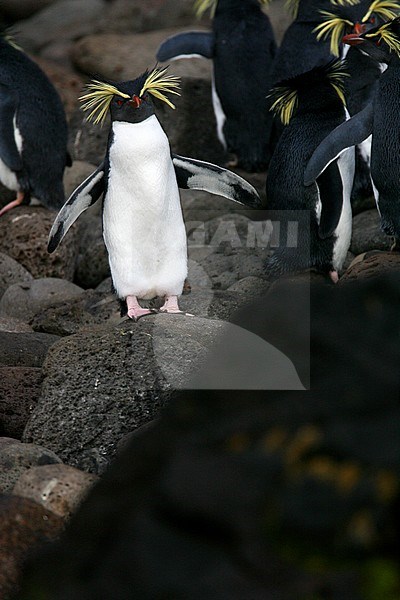 Northern Rockhopper Penguin (Eudyptes moseleyi) on the beach of Gough Island stock-image by Agami/Marc Guyt,