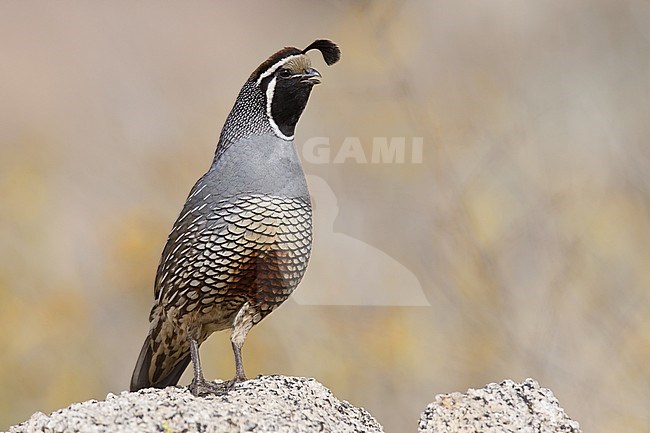 Zingend mannetje Californische Kuifkwartel, Male California Quail calling stock-image by Agami/Brian E Small,