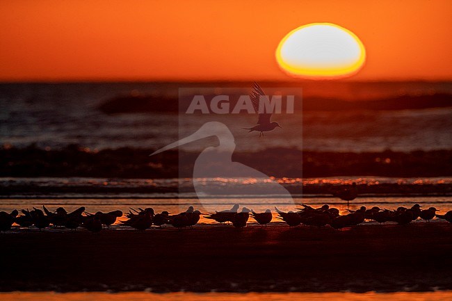 Flock of migrant Common Terns (Sterna hirundo) resting in the evening on the beach during spring migration at Katwijk, Netherlands. Photographed with backlight. stock-image by Agami/Marc Guyt,