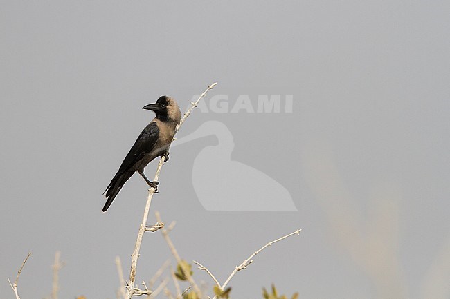 House Crow - Glanzkrähe - Corvus splendens, Oman stock-image by Agami/Ralph Martin,