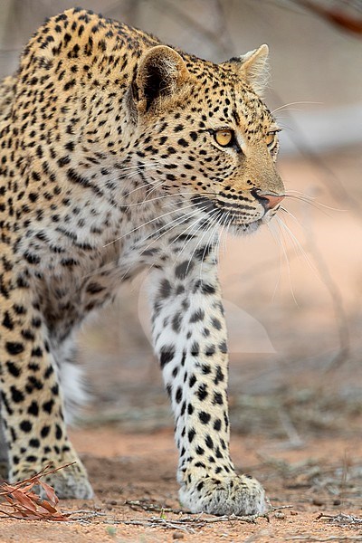 Leopard (Panthera pardus), adult female sneaking towards a prey, Mpumalanga, South Africa stock-image by Agami/Saverio Gatto,