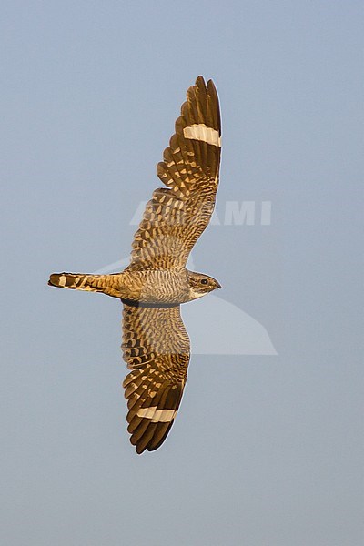 Adult male
Kern Co., CA
June 2005 stock-image by Agami/Brian E Small,