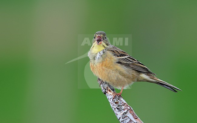 Zingend mannetje Ortolaan; Singing male Ortolan Bunting stock-image by Agami/Jari Peltomäki,