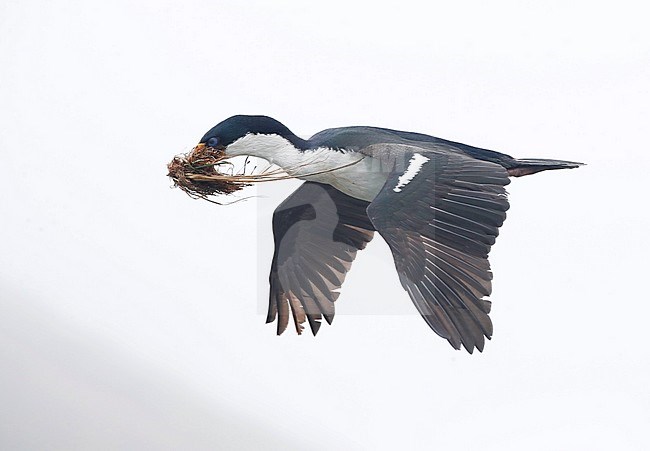 Adult Macquarie Shag (Leucocarbo purpurascens) flying past towards its colony on Macquarie island, Australia, carrying grass and plant material for its nest. stock-image by Agami/Marc Guyt,
