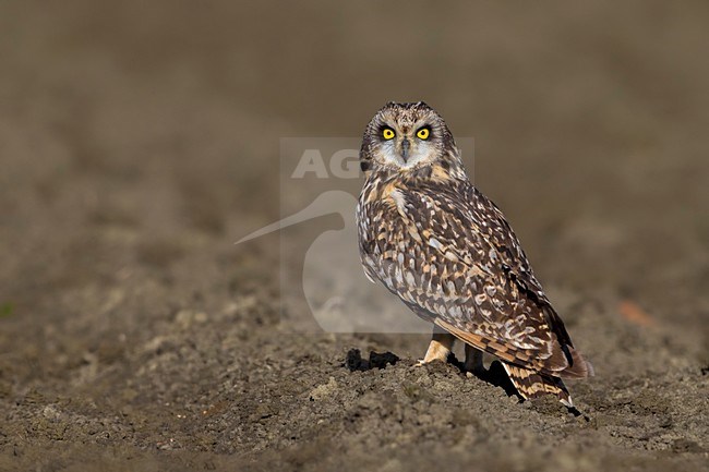 Velduil; Short-eared Owl stock-image by Agami/Daniele Occhiato,