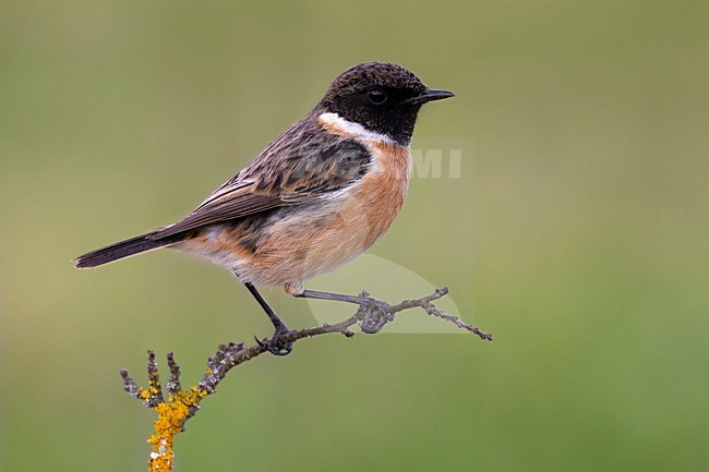 Mannetje Roodborsttapuit; Male European Stonechat stock-image by Agami/Daniele Occhiato,