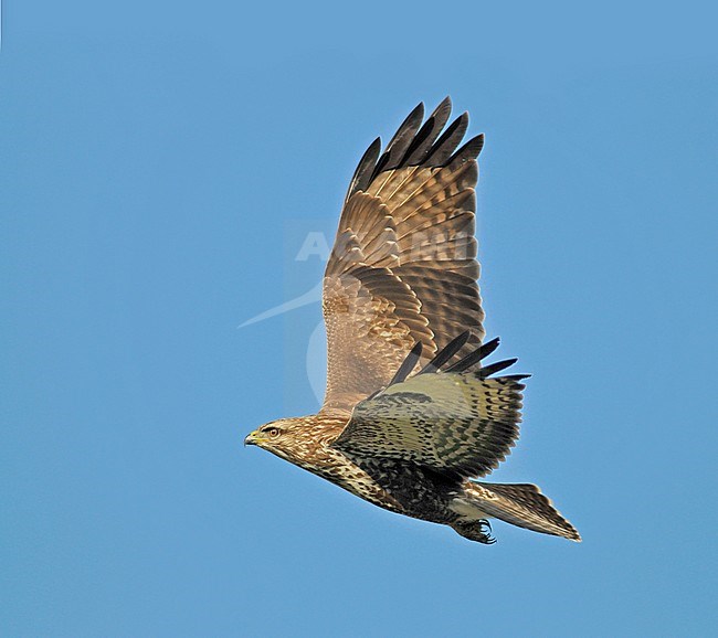 Common Buzzard (Buteo buteo) flying against a blue sky on Texel, Netherlands. stock-image by Agami/Rene Pop ,