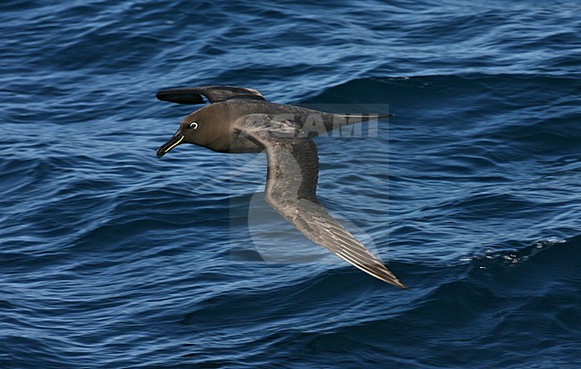 Zwarte Albatros in vlucht; Sooty Albatross in flight stock-image by Agami/Marc Guyt,