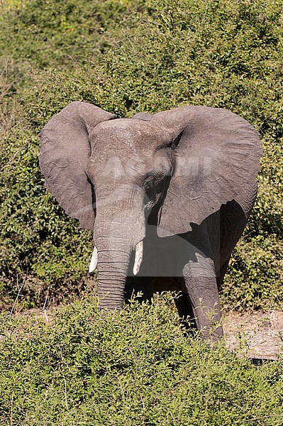 Portrait of an African elephant, Loxodonta Africana, in the brush. Chobe National Park, Kasane, Botswana. stock-image by Agami/Sergio Pitamitz,