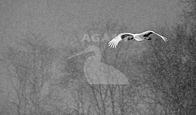 Chinese Kraanvogel vliegend, Red-crowned Crane flying stock-image by Agami/Markus Varesvuo,