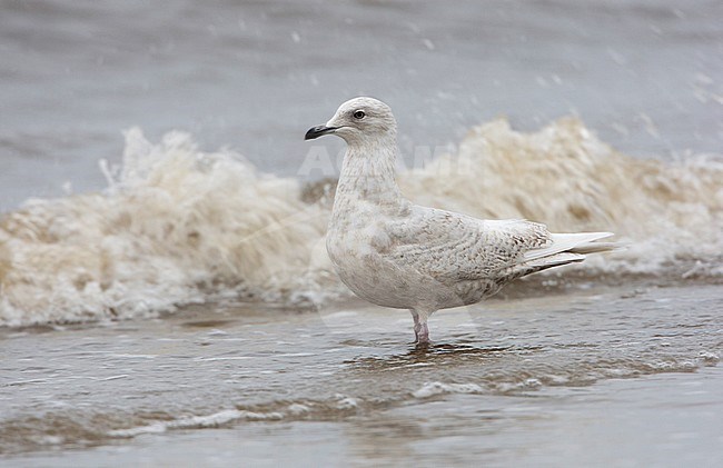 Kleine Burgemeester, Iceland Gull, Larus glaucoides stock-image by Agami/Arie Ouwerkerk,