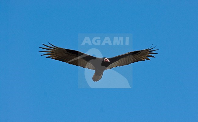 Kalkoengier vliegend; Turkey Vulture flying stock-image by Agami/Roy de Haas,