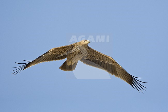 Keizerarend in vlucht; Asian Imperial Eagle in flight stock-image by Agami/Daniele Occhiato,