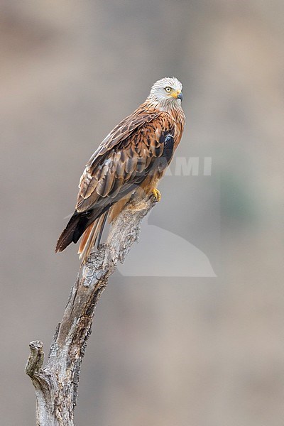 Red Kite (Milvus milvus), adult perched on a dead tree, Basilicata, Italy stock-image by Agami/Saverio Gatto,