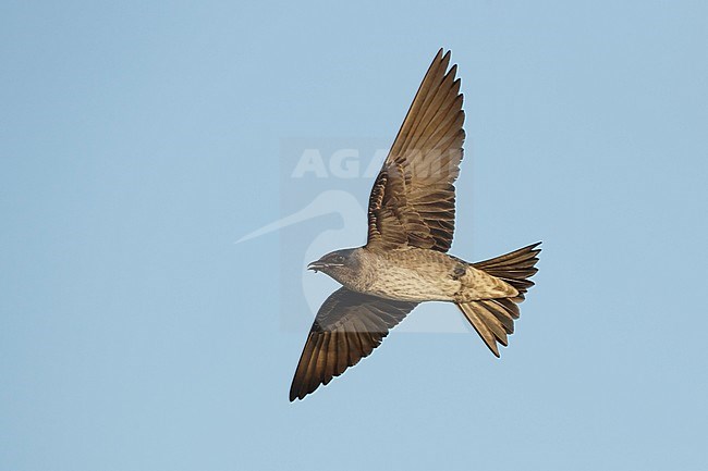 Adult female Purple Martin (Progne subis) in flight at Brazoria County, Texas, USA. stock-image by Agami/Brian E Small,