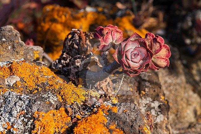 Close up of a Bramwell Aeonium, Aeonium mascaense. La Palma Island, Canary Islands, Spain. stock-image by Agami/Sergio Pitamitz,