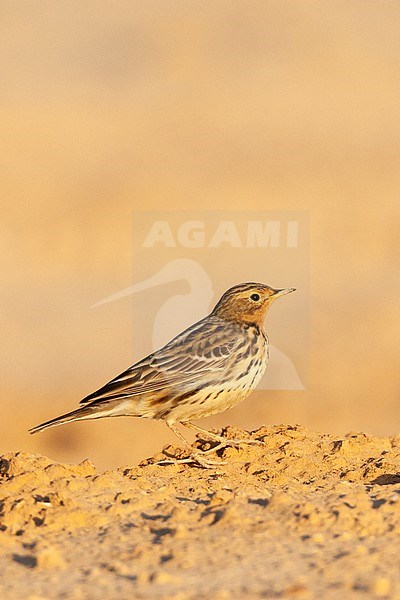 Adult Red-throated Pipit (Anthus cervinus) during spring migration in Eilat, Israel stock-image by Agami/Marc Guyt,