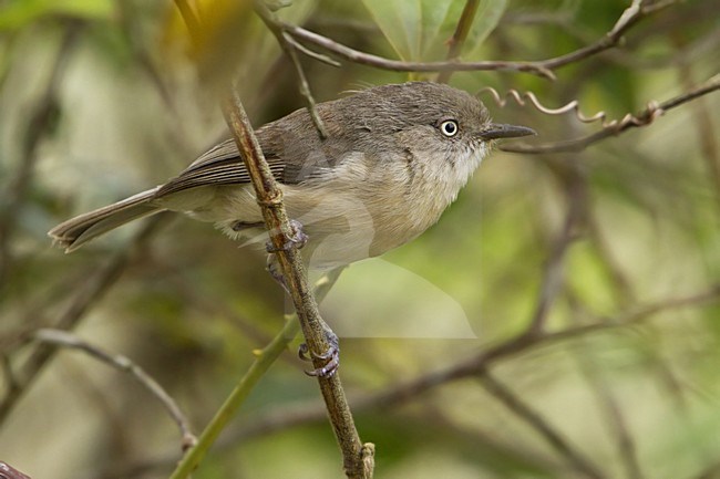 Roodbuiknewtonia, Common Newtonia stock-image by Agami/Dubi Shapiro,