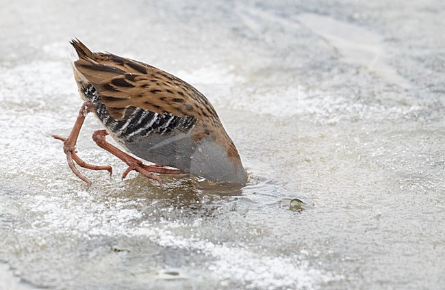 Waterral foeragerend in bevroren sloot; Water Rail foraging on frozen ditch stock-image by Agami/Markus Varesvuo,