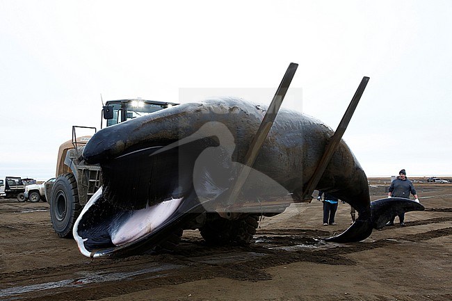 Groenlandse Walvis; Bowhead Whale; stock-image by Agami/Chris van Rijswijk,