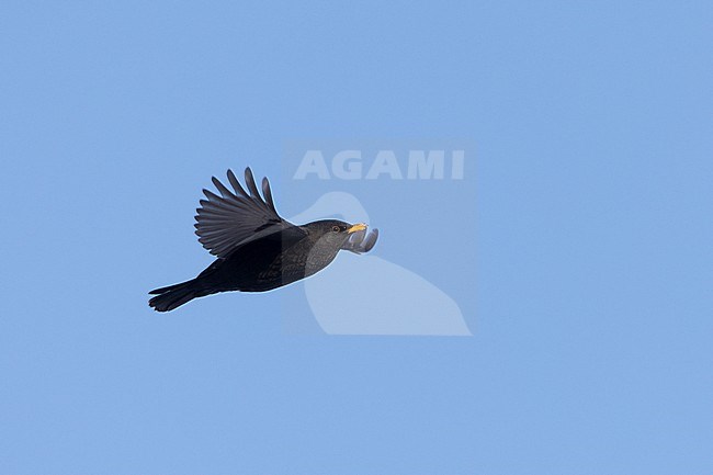 Adult male Common Blackbird (Turdus merula) in flight at Rudersdal, Denmark stock-image by Agami/Helge Sorensen,