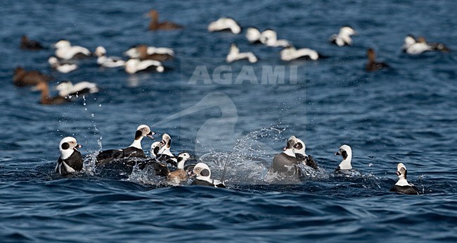 IJseend mannetjes vechtend; Long-tailed Duck males fighting stock-image by Agami/Jari Peltomäki,