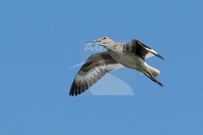 Adult Willet (Tringa semipalmata) at coastal area of Galveston County, Texas, USA, during spring migration. stock-image by Agami/Brian E Small,