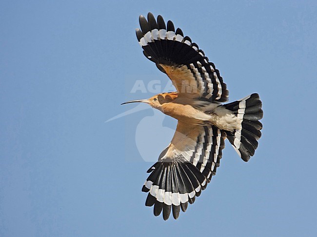 Eurasian Hoopoe flying showing underwing; Hop vliegend ondervleugel tonend stock-image by Agami/Markus Varesvuo,