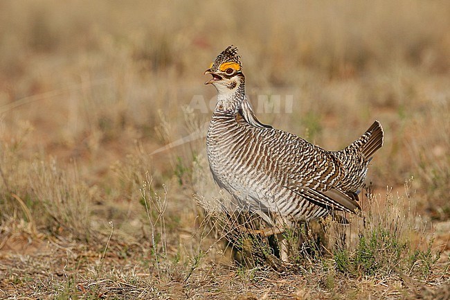 Adult male
Roosevelt Co., NM
April 2006 stock-image by Agami/Brian E Small,