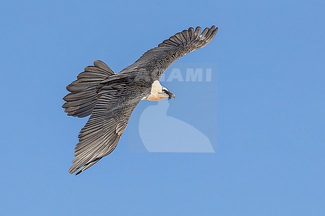 Adult  Bearded Vulture (Gypaetus barbatus) flying against blue sky  in the swiss alps. stock-image by Agami/Marcel Burkhardt,