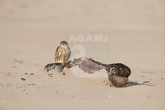 Smelleken; Merlin (Falco columbarius) stock-image by Agami/Arie Ouwerkerk,