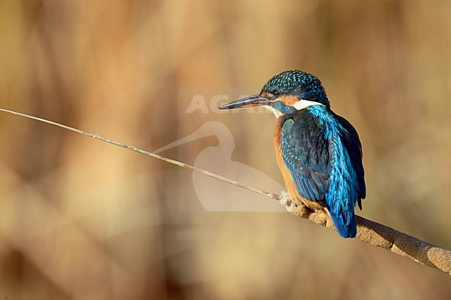 IJsvogel, Common Kingfisher, Alcedo atthis stock-image by Agami/Jari Peltomäki,